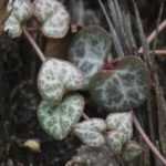 Heart-shaped plants: our Valentine’s Day collection