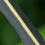 Choosing a Pseudopanax