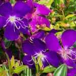 Growing Tibouchina in pots