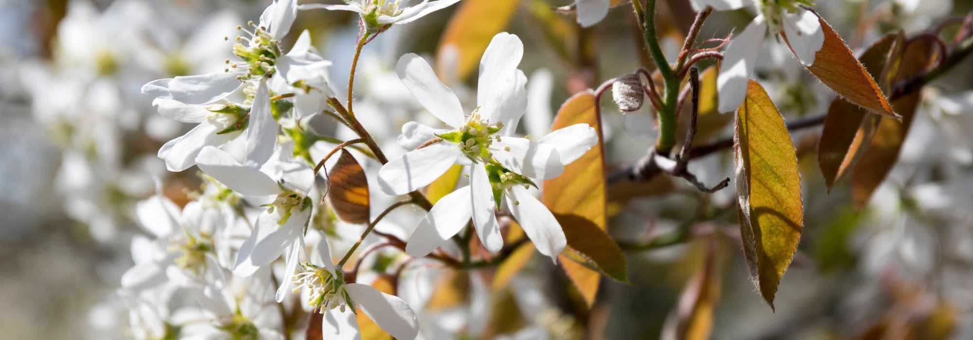 Choosing a serviceberry