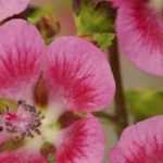 Growing Anisodontea in pots