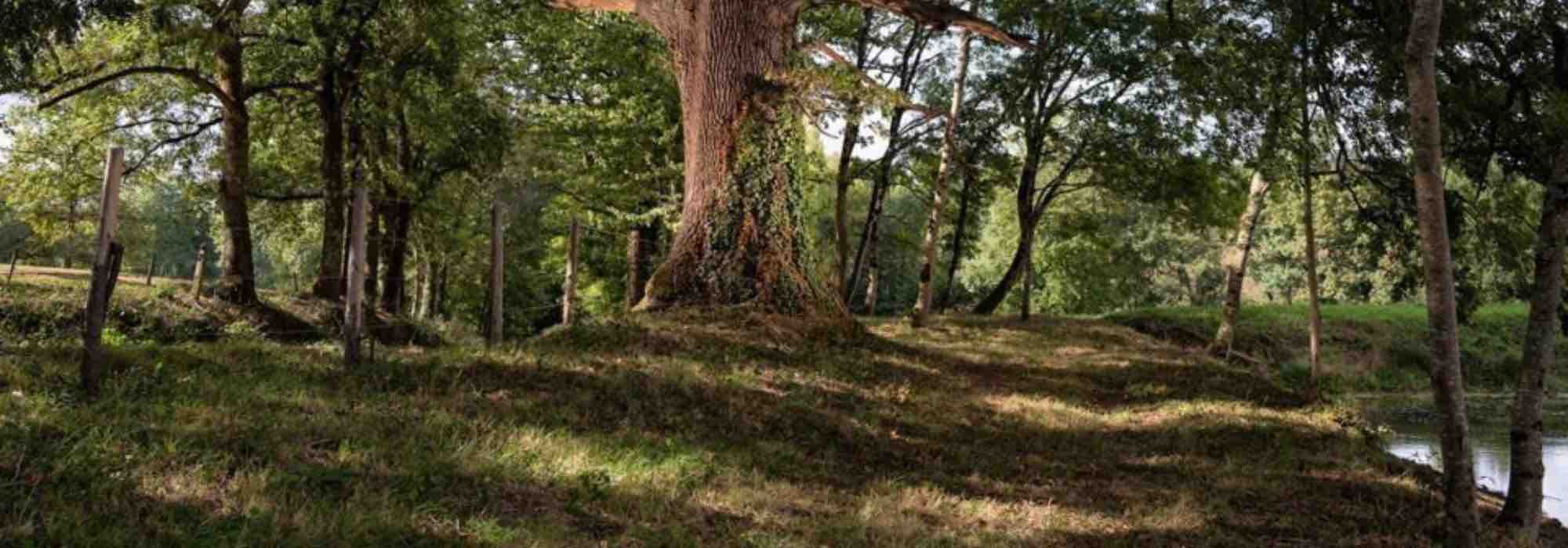 Perennials that withstand root competition