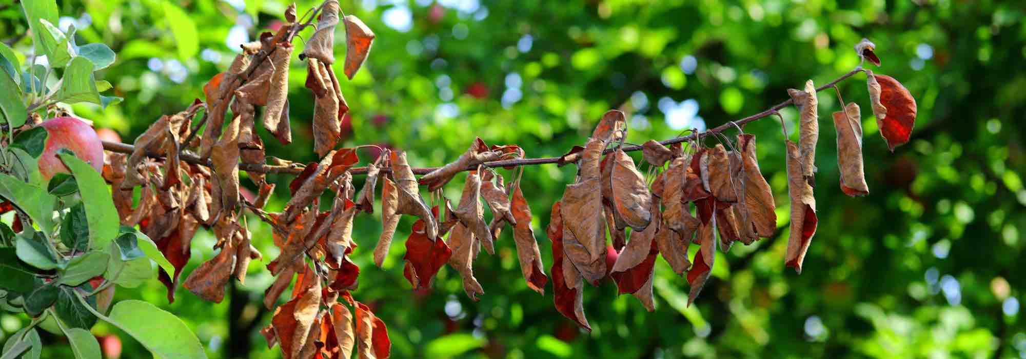 Diseases and pests of serviceberry