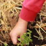 The different organic mulches