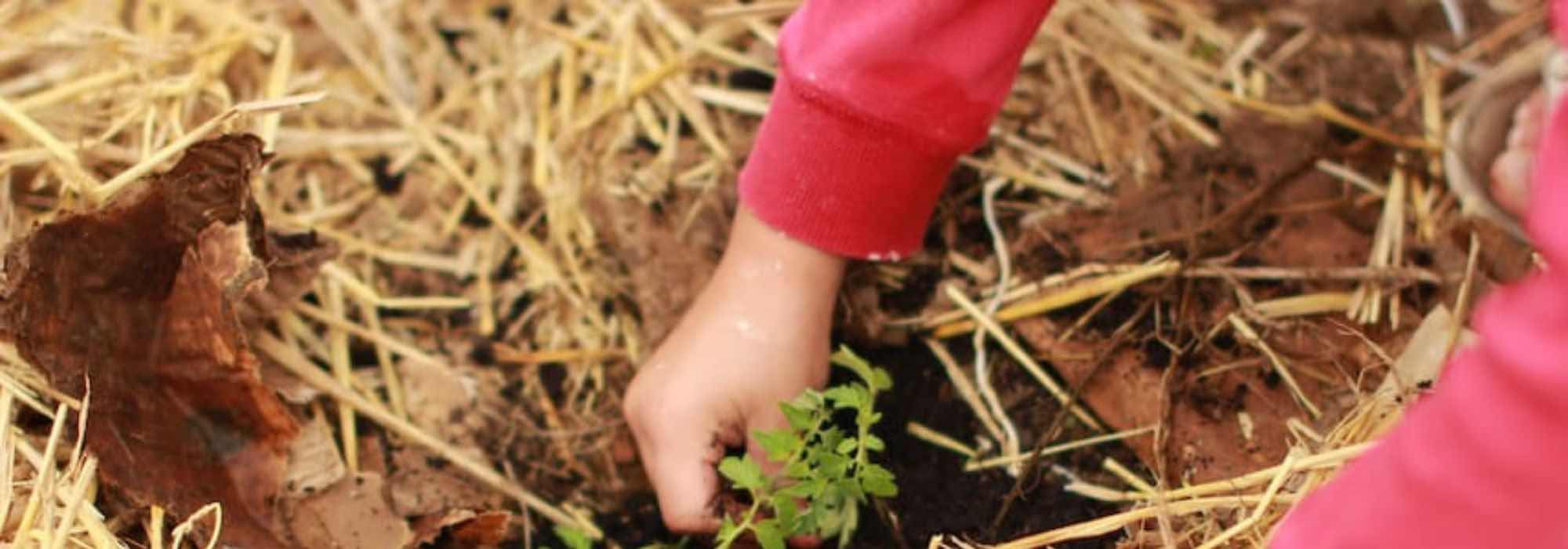 The different organic mulches