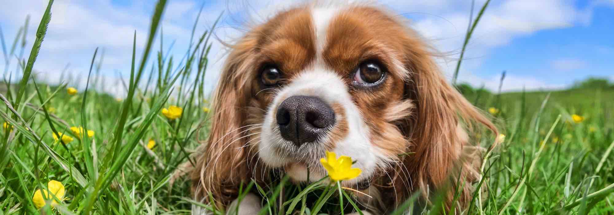 Lawn and Dog Urine: How to Maintain a Beautiful Lawn?