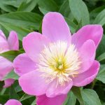 Choosing the Right Peonies