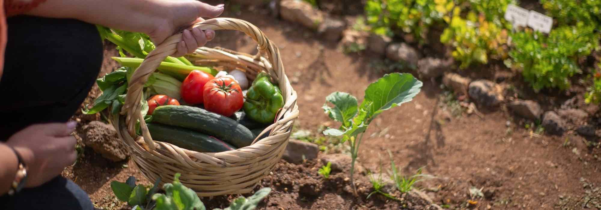 How to choose the right location for your vegetable garden?