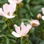 8 small-flowered roses to have in your garden
