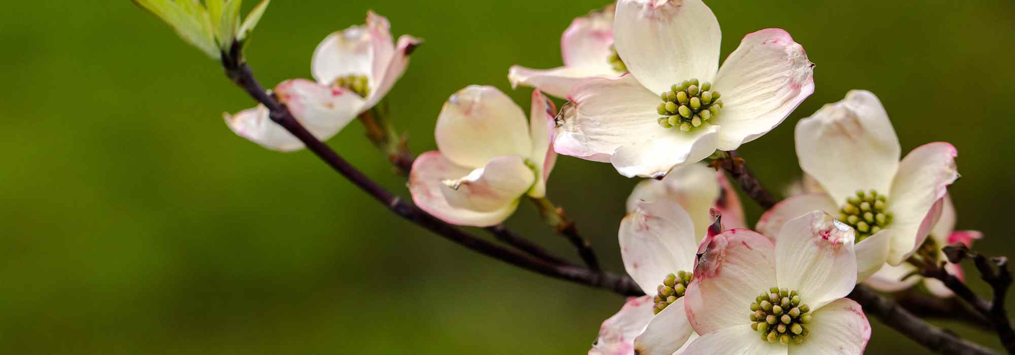 Diseases and pests of Cornus or dogwoods