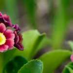 8 multicoloured primroses