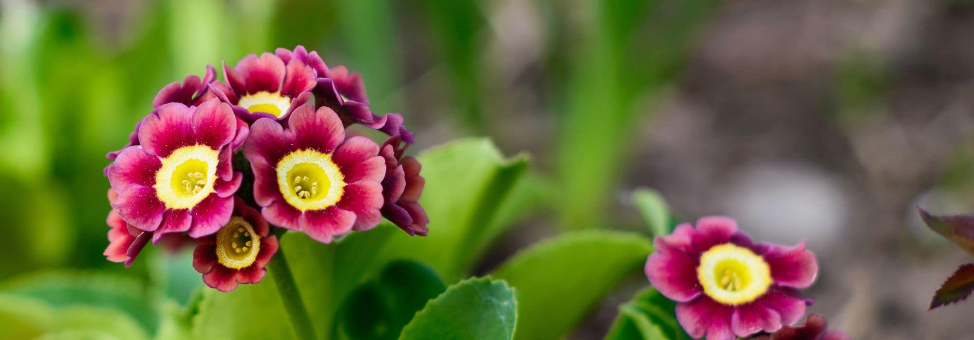 8 multicoloured primroses