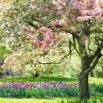 What to sow in spring?