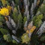 The devastation caused by bark beetles in forests