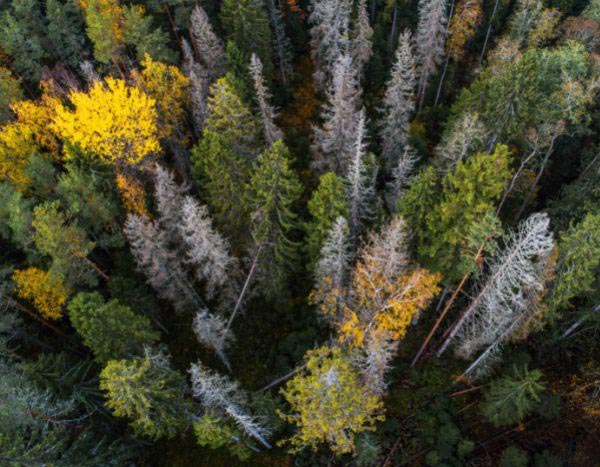 The devastation caused by bark beetles in forests