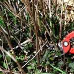 What to prune in spring?