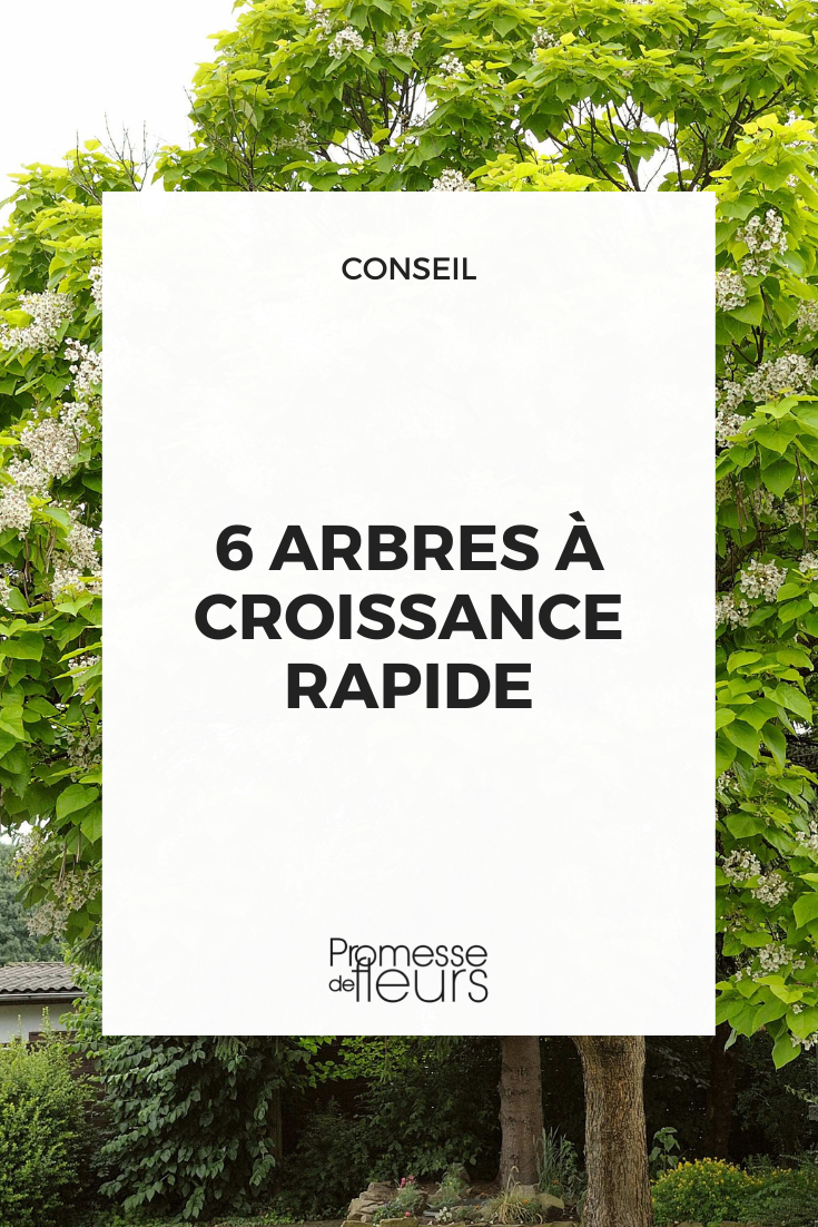 [catalpa_bignonioides]