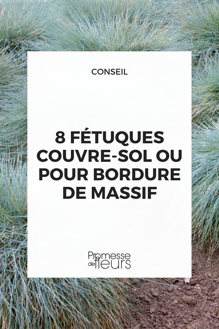 8 soil fescues for ground cover or border planting Fescue