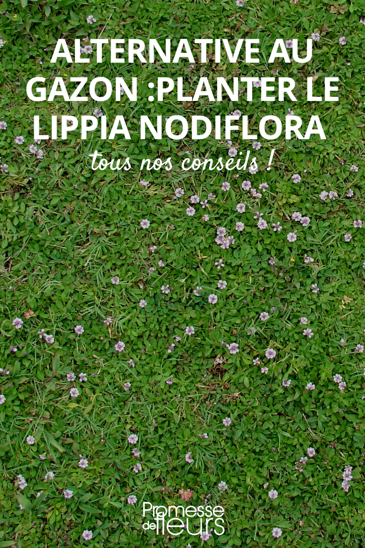 Alternative to Lawn: How to Plant Lippia nodiflora Lippia or Phyla nodiflora