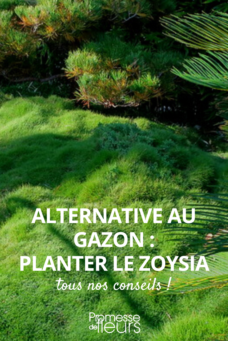 Alternative to Lawn: Planting Zoysia Naked Zoysia
