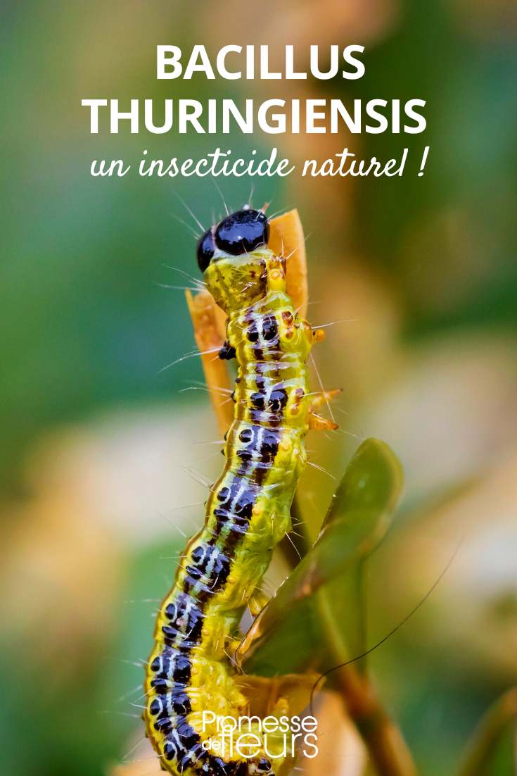 Bacillus thuringiensis is a natural insecticidal.