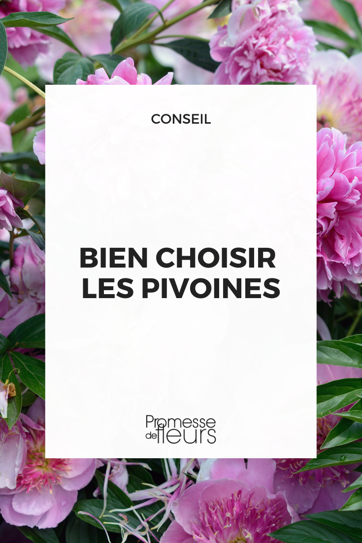 [plant_selector title="Selecting your peonies" subtitle="Discover our wide range of {glossary}peonies{/glossary} and choose the perfect ones for your garden."]