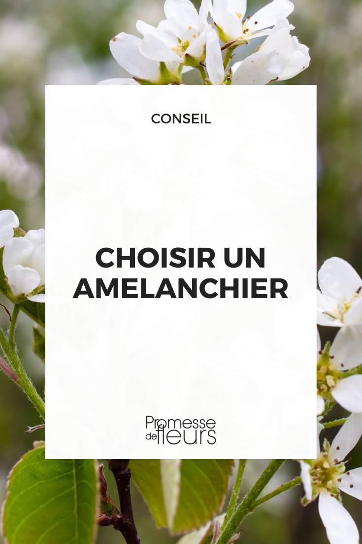 Choose a Juneberry Which Amelanchier to choose?