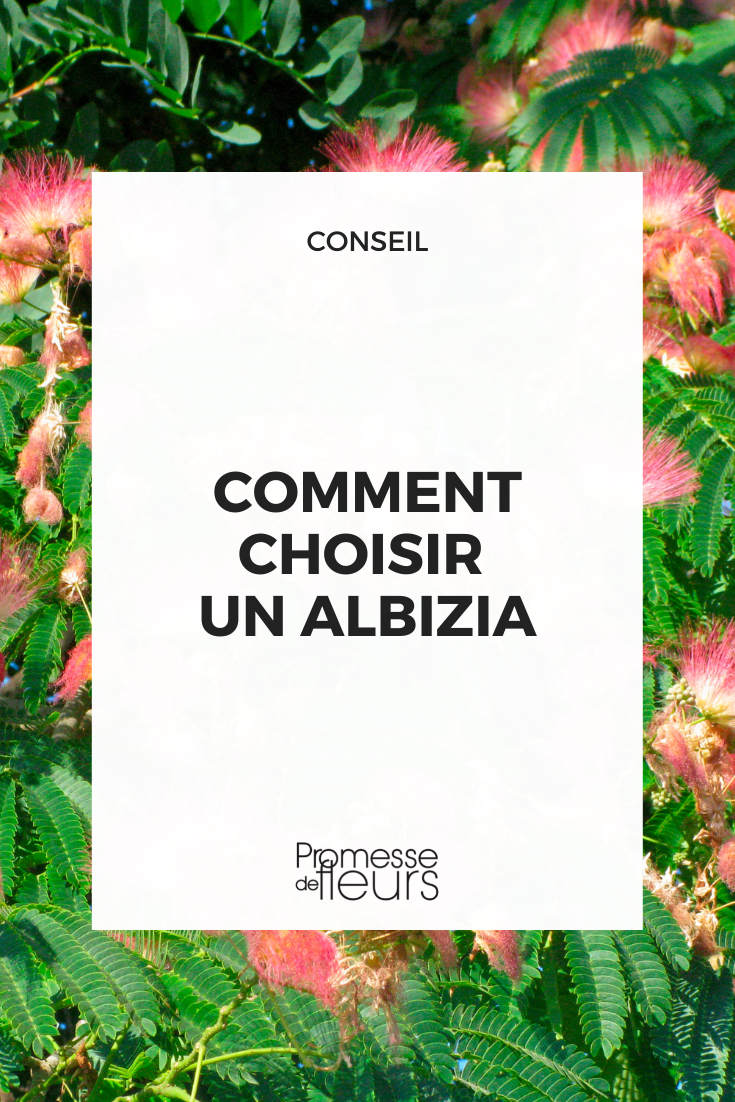 Select a Silk Tree Albizia