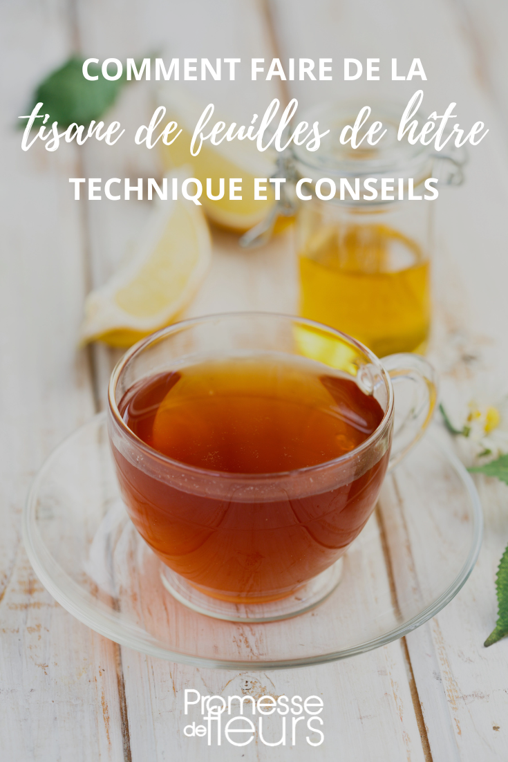 Beech Leaf Infusion, Herbal Tea