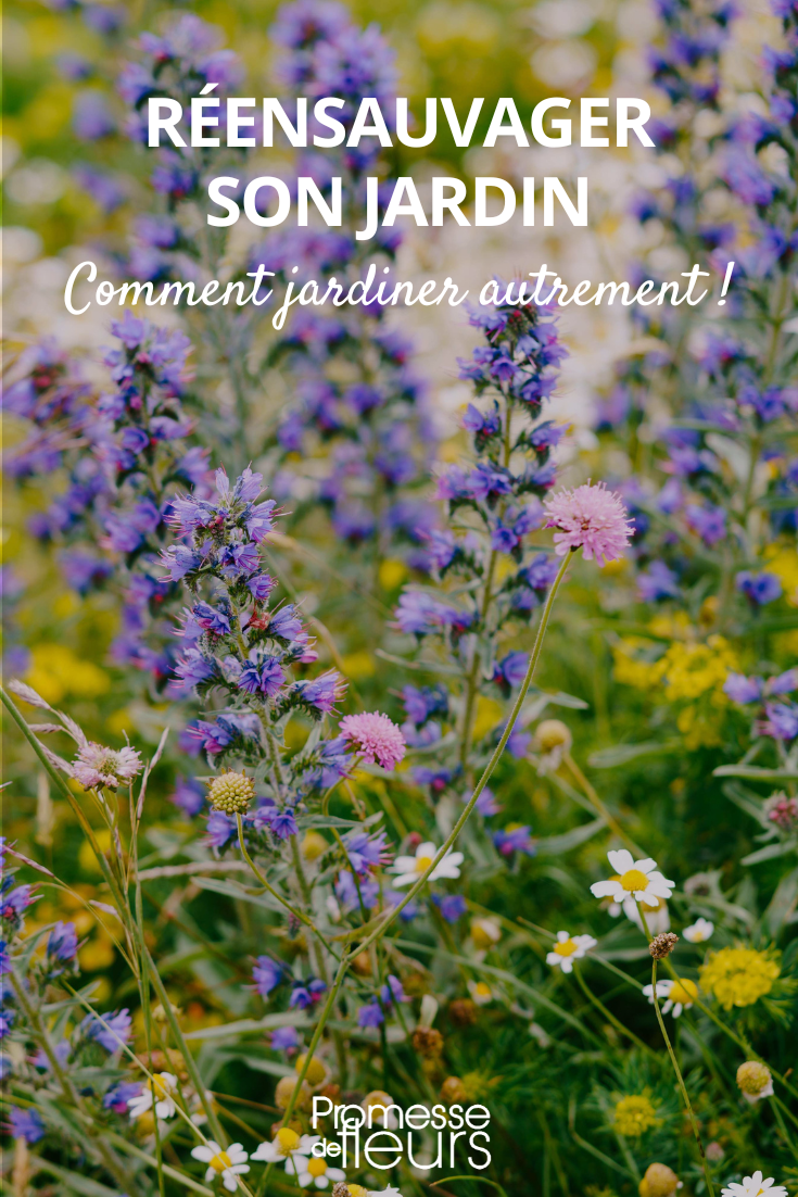 How to Rewild Your Garden Rewild garden