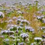 Cover crop, ground cover: everything you need to know!