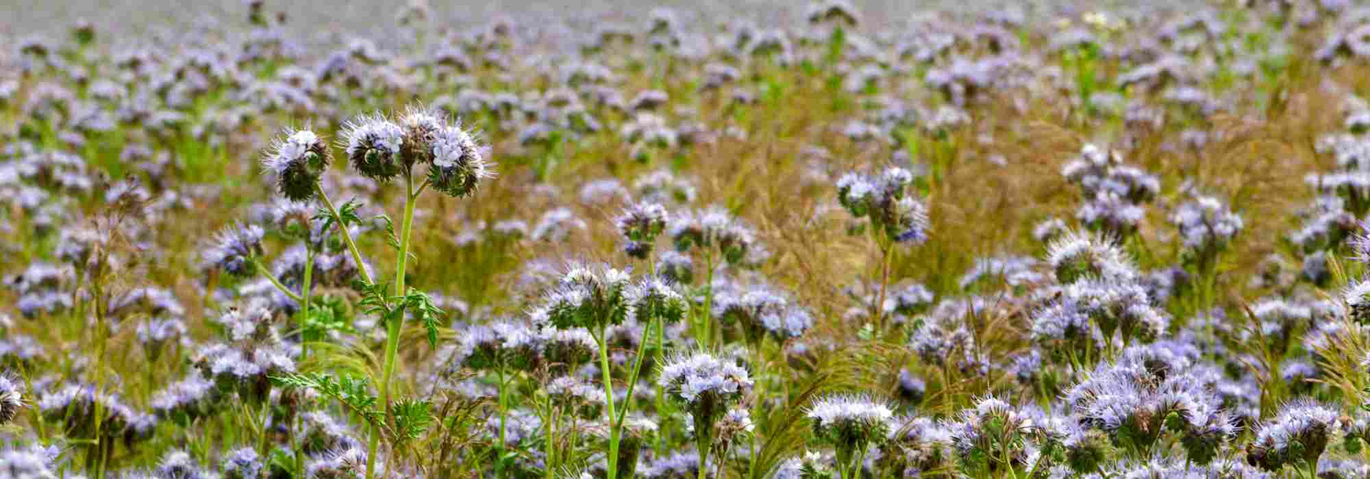 Cover crop, ground cover: everything you need to know!