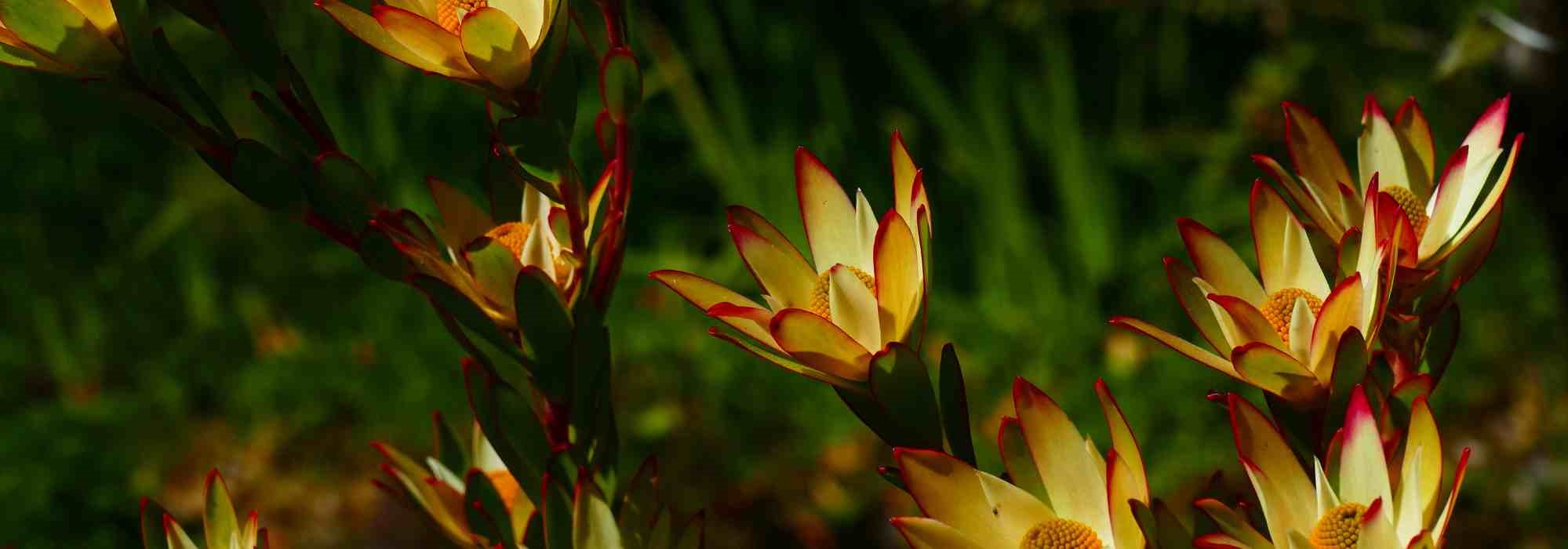 Growing a Leucadendron in a pot