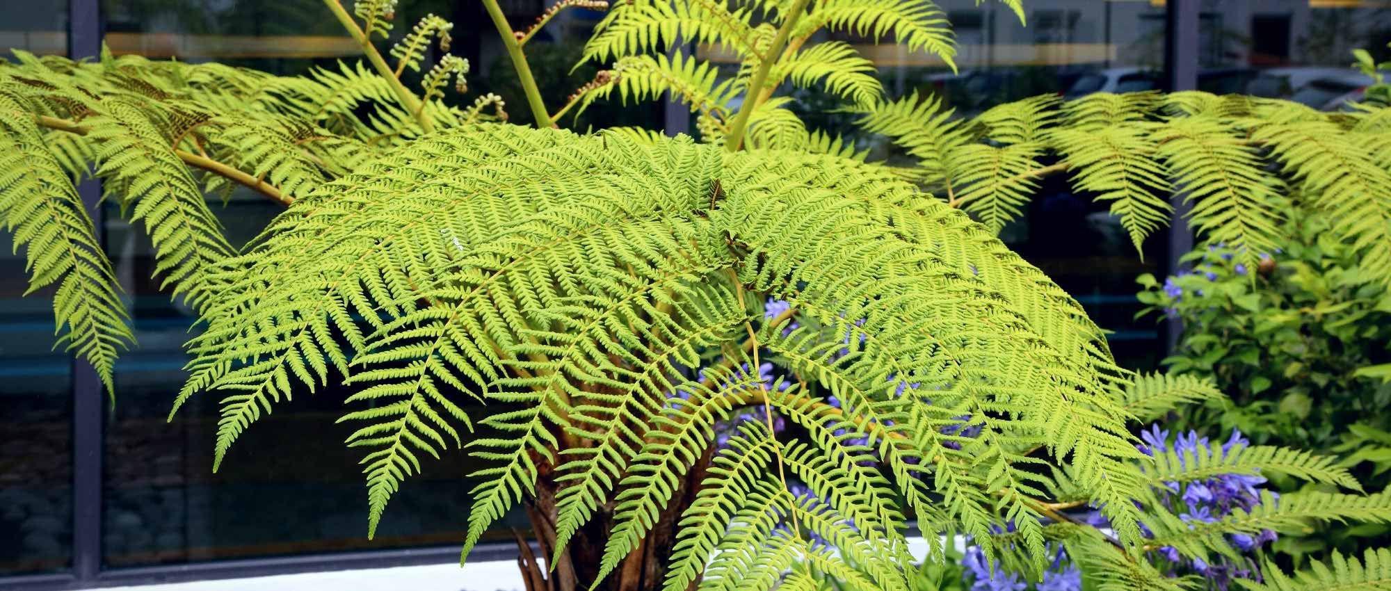 Growing a tree fern in a pot