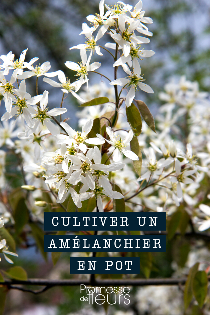Planting an Amelanchier in a pot or container