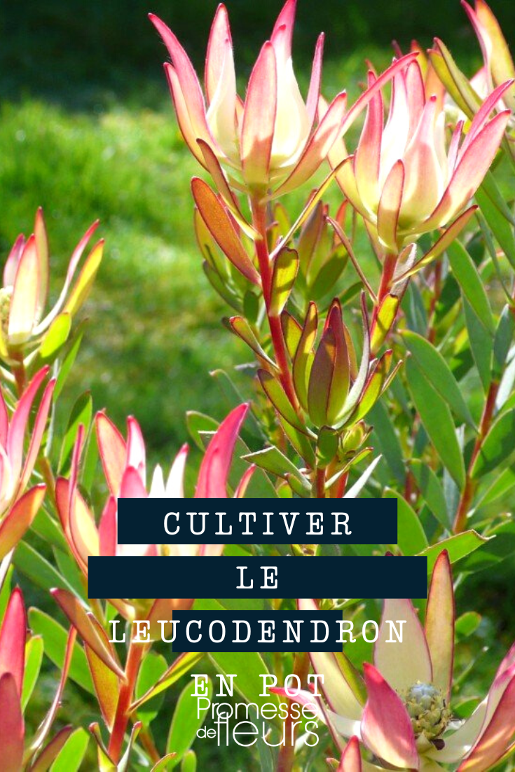 [plant_guide plant="Leucadendron" category="container_culture"]