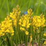 5 groundcover brooms