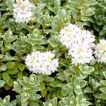 6 White Flowering Hebe