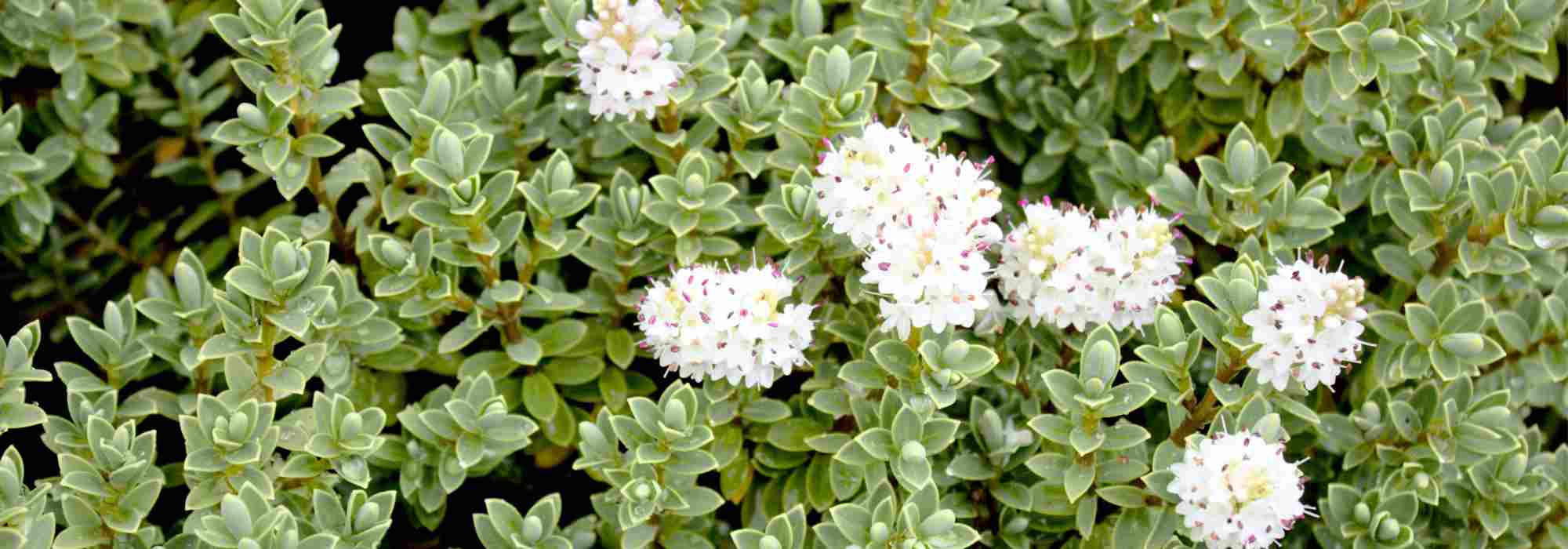 6 White Flowering Hebe