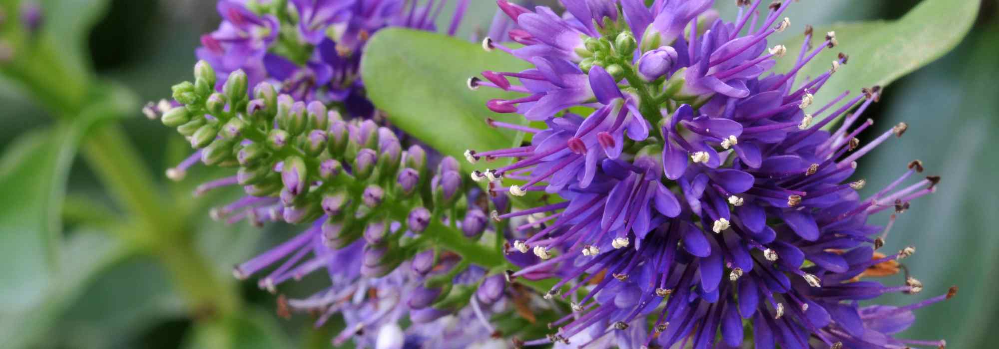 Hebe: the best varieties for pots