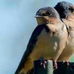 Garden Birds: Swallows