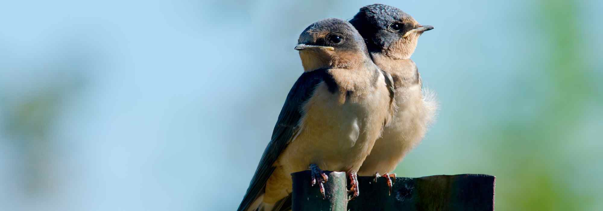 Garden Birds: Swallows