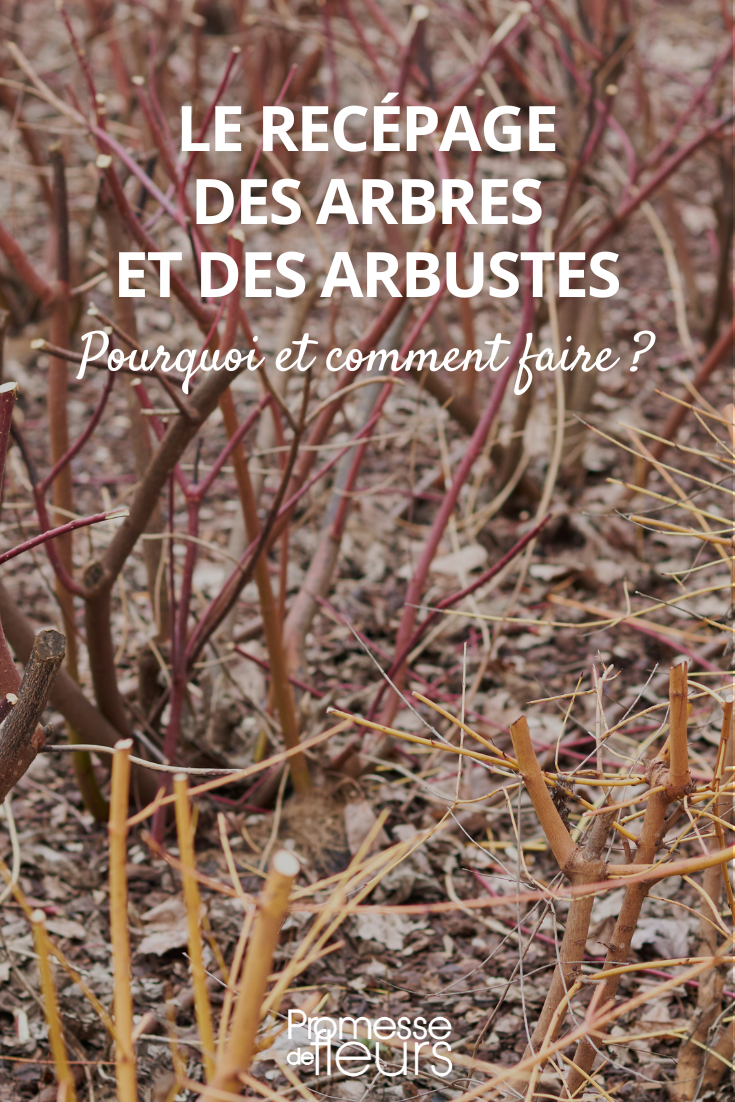 Coppicing Bushes and Vine-plants