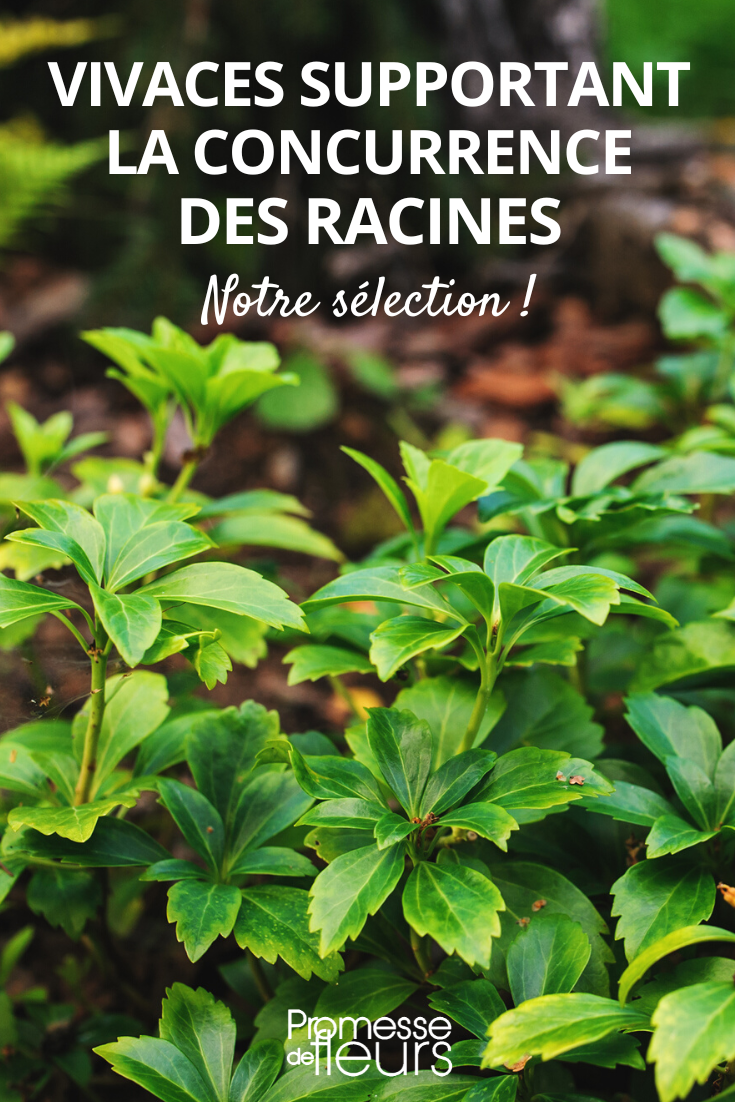 Perennials that can withstand root competition Perennials that grow under trees