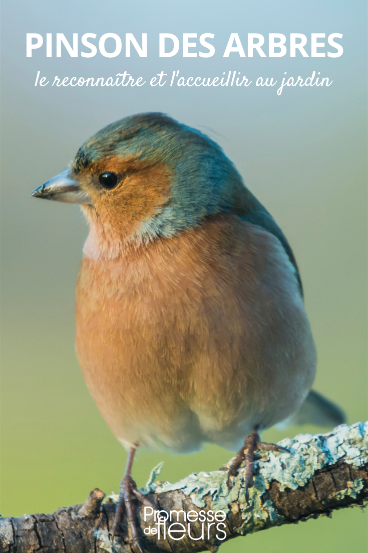 Garden Bird: The Common Chaffinch