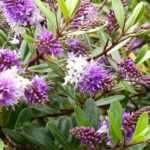 Which Hebe to plant according to your region?