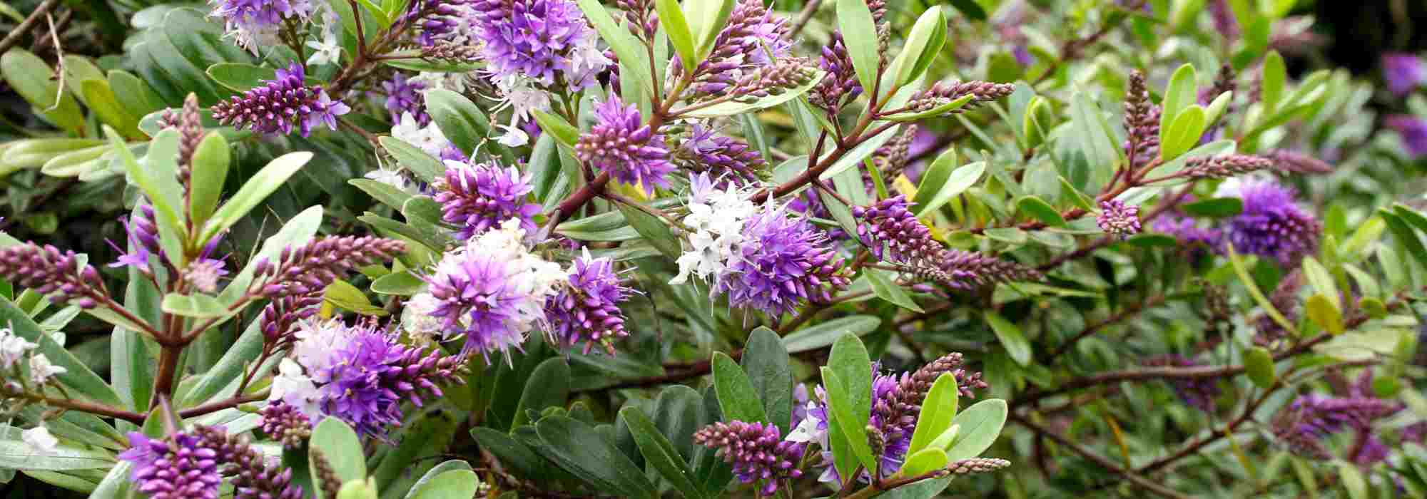 Which Hebe to plant according to your region?