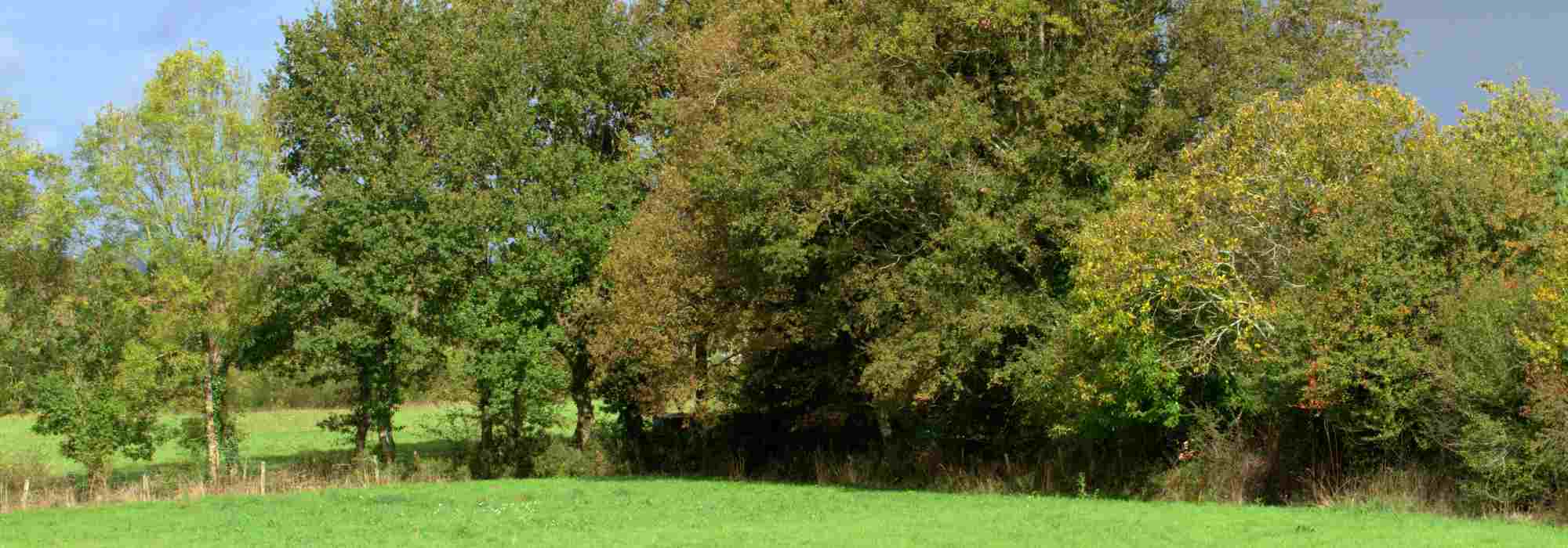 How to create a bocage hedge?