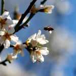 Mild winter: trees are suffering!