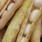White Beans: 6 Varieties to Grow in the Vegetable Garden